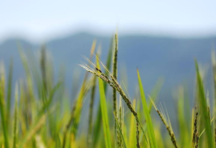 Governo precisa garantir renda aos arrozeiros do Brasil.