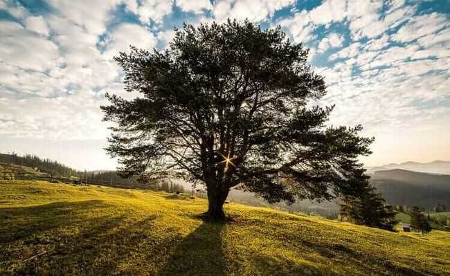 Quando a Natureza quer Fazer um Homem.